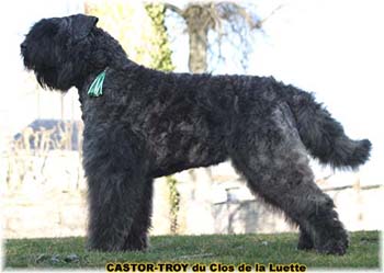 bouvier des flandres du clos de la luette - copyright d&eacute;pos&eacute;